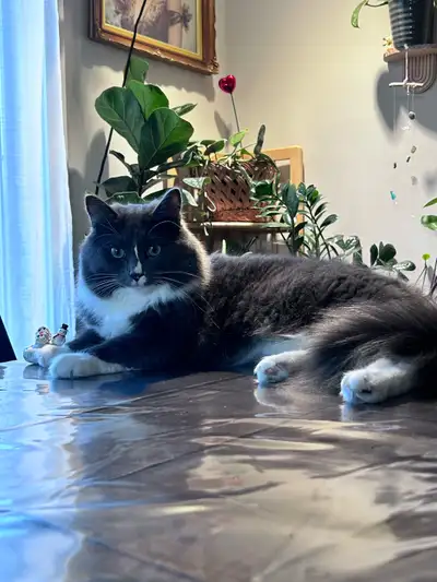 1 year old Blue Bicolor Domestic Longhair, View more