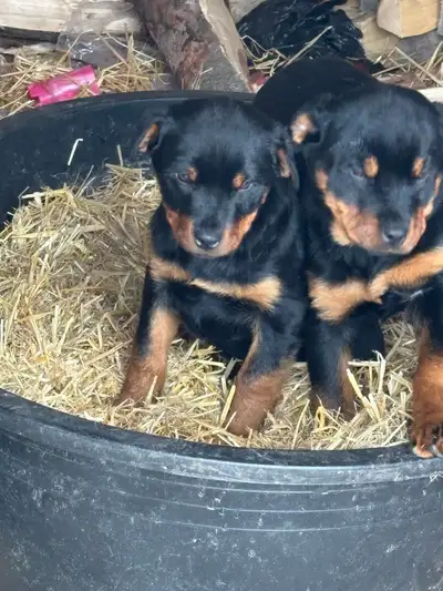 Rottweiler pups, View more