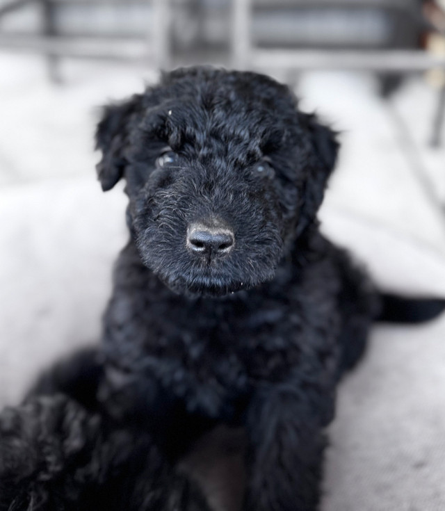 Pure Bred Bouvier des Flanders in Dogs & Puppies for Rehoming in Red Deer - Image 4