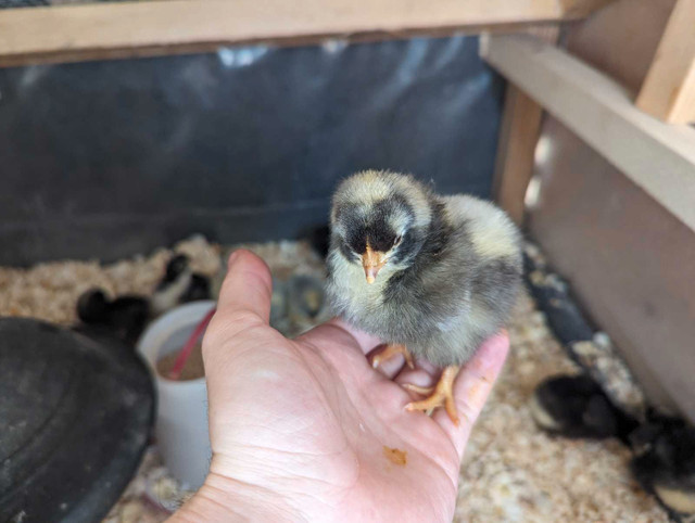 Orpington Chicks + hatching eggs in Livestock in Kamloops - Image 4