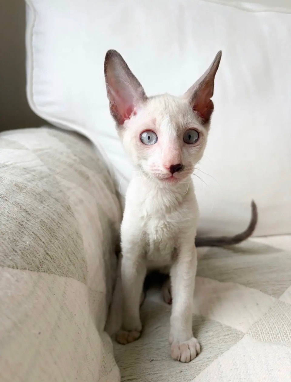 Chatte Rex Cornish | Animal & Pet Services | Trois-Rivières | Free ...