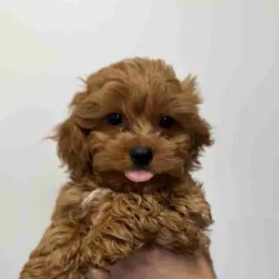 Toy Poodle x Shepadoodle Puppies, View more
