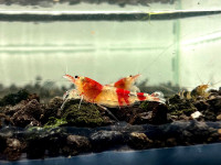 Caridina freshwater shrimp for sale