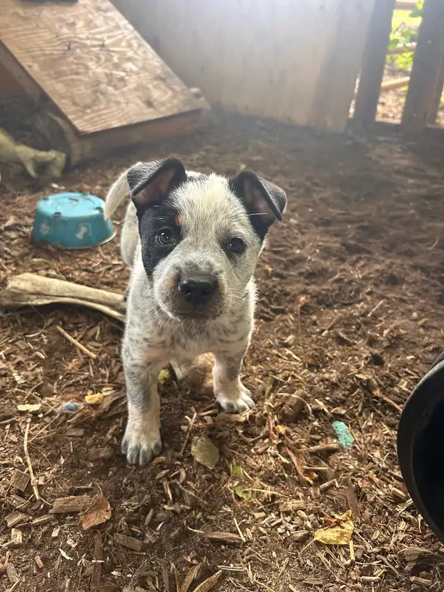 chiot bouvier australien in Dogs & Puppies for Rehoming in West Island - Image 10