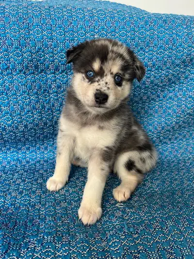 Gorgeous mini husky are available for reservation now. Parents are on site. Feel free to come to mee...