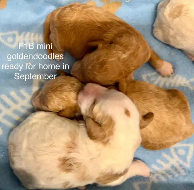 ❤️Goldendoodle mini and small/medium and mini aussiedoodle pups in Dogs & Puppies for Rehoming in Kitchener / Waterloo - Image 9