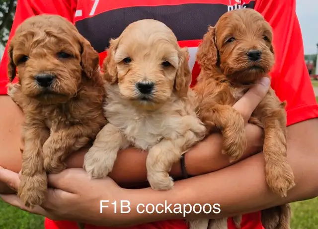❤️Adorable F1B aussiedoodles arriving. Cockapoos AVAILABLE in Dogs & Puppies for Rehoming in Kitchener / Waterloo - Image 4