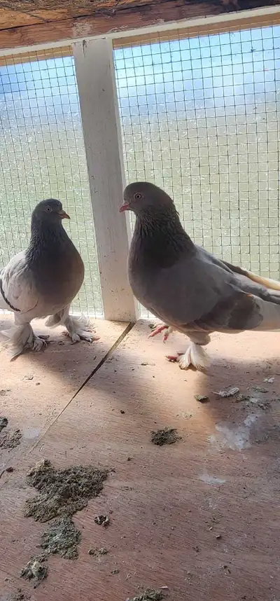Turkish pigeons, View more