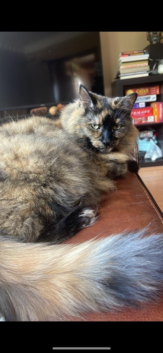 Meet Velviteen: Your Perfect Cuddle Companion! dans Chats et chatons à adopter  à Région d’Oakville/Halton - Image 2