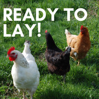READY TO LAY HENS - RED SEX LINK