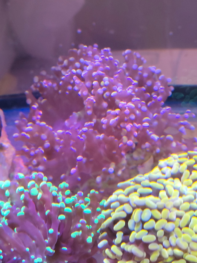 Coraux,  coral recifal aquarium  dans Autre  à Ouest de l’Île - Image 4