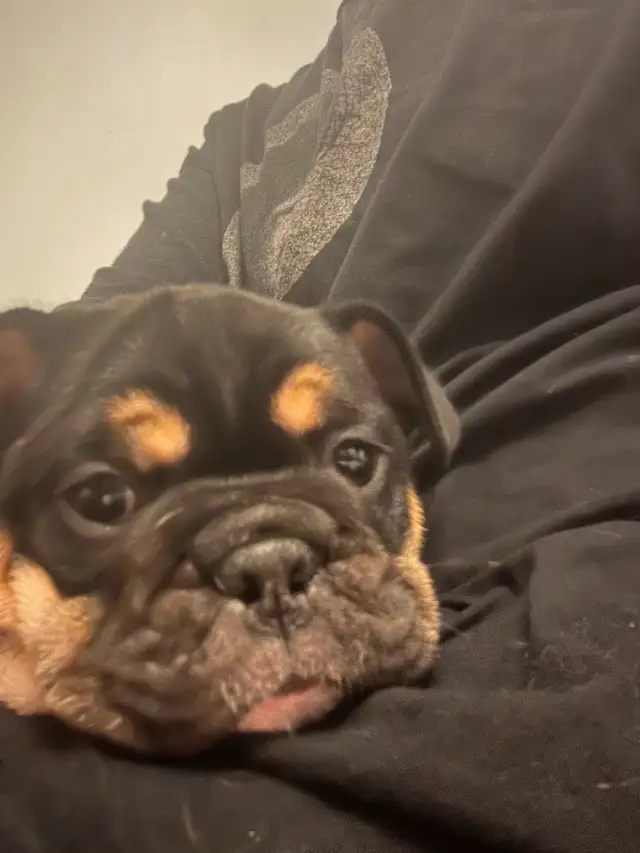 Mother’s Day special Beautiful micro English bulldog in Dogs & Puppies for Rehoming in Mississauga / Peel Region - Image 8