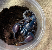 Asian Forest Scorpions!