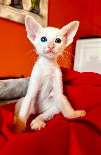 Chaton oriental /peterbald, View more