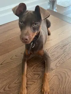Purebred Miniature Pinscher Puppy!, View more