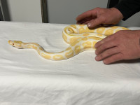 Male proven Albino ball python 