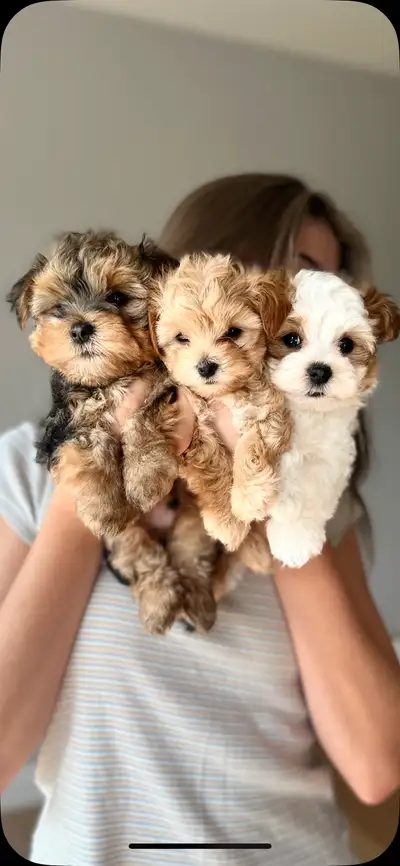✨ Adorable Toy Morkie Puppies Ready for Loving Homes! ✨, View more
