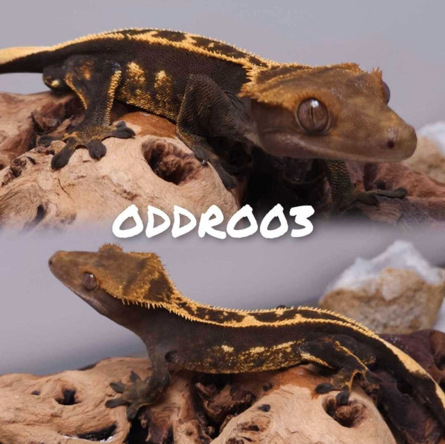 Softscale Crested Gecko Juveniles in Reptiles & Amphibians for Rehoming in Belleville - Image 3