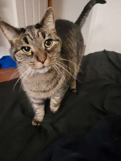 Chat Male 6 ans mature Sterilizer Calm Affectionné pas Deggriffer Recherche d'une maison pour toujou...