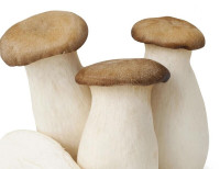 King Oyster Mushroom Culture for Mushroom Cultivation