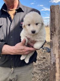 ONLY 1 LEFT!! Great Pyrenees
