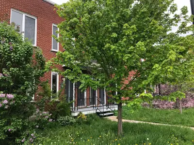 2 bedrooms, 2 bathrooms groundfloor plus basement in Verdun