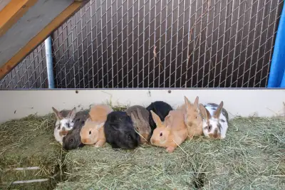 8 week old New Zealand bucks, View more