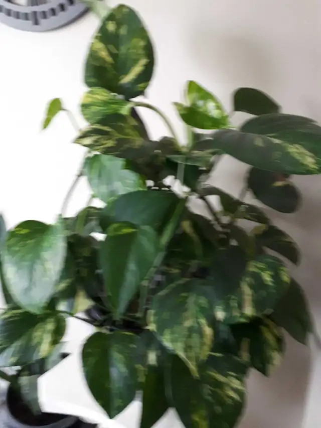 money plant in Plants, Fertilizer & Soil in Mississauga / Peel Region - Image 2
