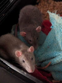 2 rats femelles à donner