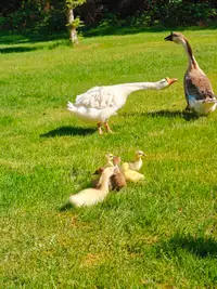 four goslings, geese
