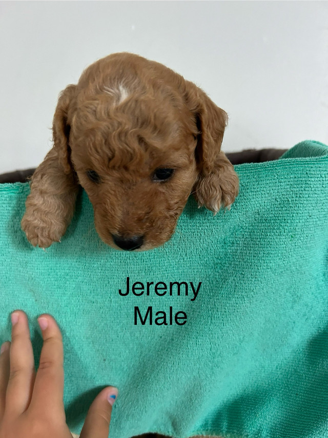 Mini golden doodle puppies ready to go! Only 2 left!!! in Dogs & Puppies for Rehoming in Leamington - Image 2