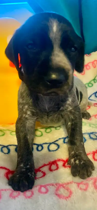 German Short Hair Pointers (Tikka), View more