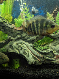 Freshwater lion fish 
