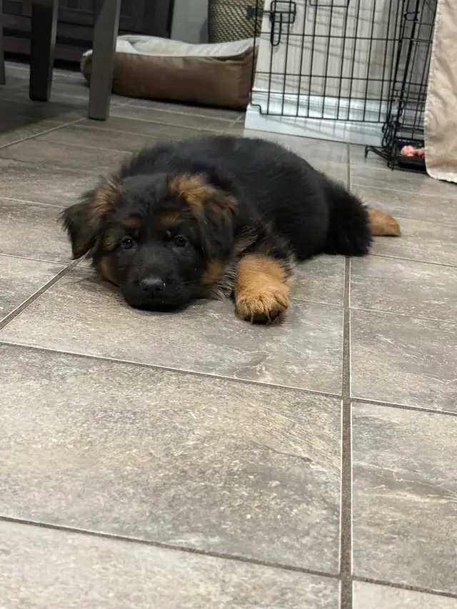 Longhaired German Shepherd Female - Ready to Go! in Dogs & Puppies for Rehoming in Brantford - Image 9