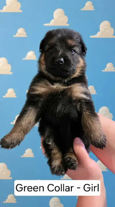 Long-haired German Shepherd Puppies, View more