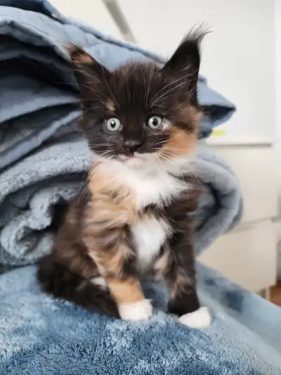 Purebred, TICA Registered, Maine Coon Kittens For Sale, View more