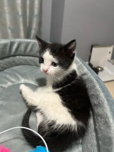 1 month old black & white kitten., View more