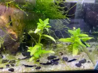 Sapphire Blue and Red Cherry Shrimp sale!