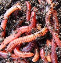 Red wiggler worms for composting or fishing