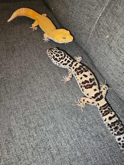 2 Leopard Gecko, View more