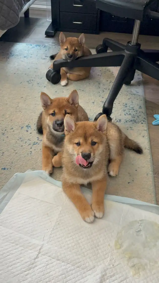 Purebred Shiba Inu Puppies Vaccinated, Microchipped & Home Raise in Dogs & Puppies for Rehoming in City of Toronto - Image 6