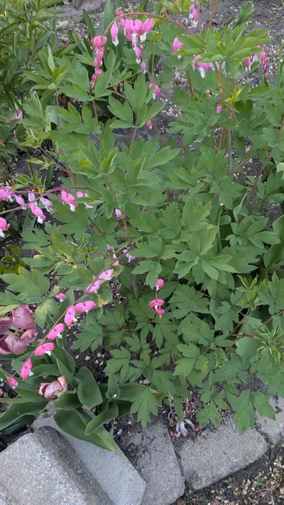 Pink Bleeding Heart, perennials, Airport Area, View more