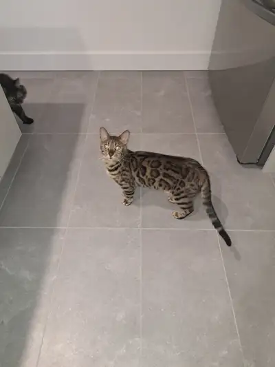 Bengal femelle, View more