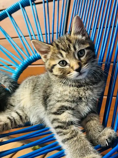 Chatons à poils longs et courts, certains avec de jolies petites mitaines. Élevés dans un environnem...