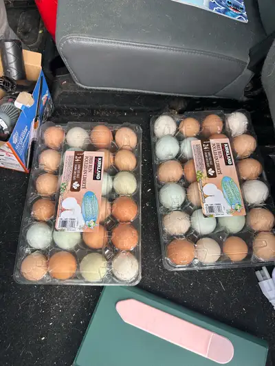 BYM Hatching Egg Special ! , View more