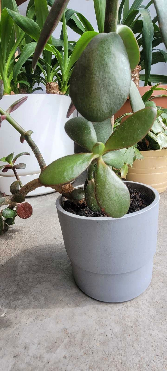 Two shoot Jade plant 13"x 27" in IKEA NYPON 4"x4" grey pot in Other in City of Halifax - Image 4