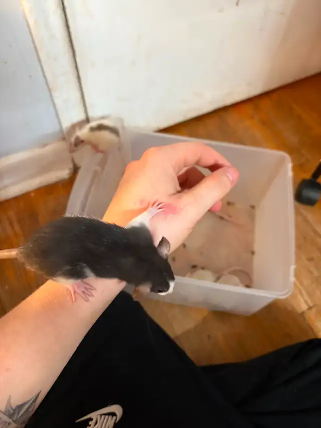 Baby pet rats in Other in City of Toronto - Image 4
