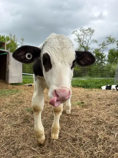 3 week old Holstein bull calf Drinking milk replacer out of a pail Assuming he got stepped on and wa...