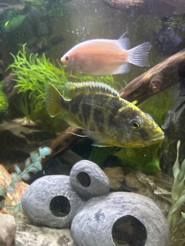 Big giraffe cichlid needs new home in Fish for Rehoming in Peterborough - Image 2