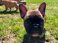ONE MALE LEFT - Quality French Bulldog Puppies